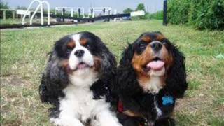 Toby and Sam Loopy Cavaliers [upl. by Placia528]