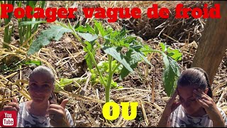 Potager VAGUE de FROID  Je continue ou pas  🤔 [upl. by Gavra]