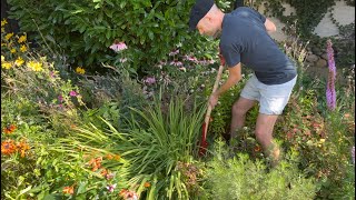 How to Divide Crocosmia Montbretia amp Get More Plants  Perennial Garden [upl. by Eicnan658]