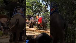 wahana naik gajah di kebun binatang surabaya  surabaya zoo gajah elephant kebunbinatangsurabaya [upl. by Enaujed781]