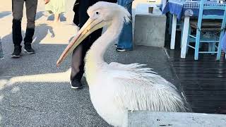 BEAUTIFUL PINK PELICAN in PAPHOS HARBOUR in CYPRUS [upl. by Mita]