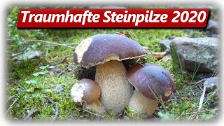 STEINPILZ WAHNSINN Teil 1  Speisepilze sammeln im September [upl. by Sarad35]