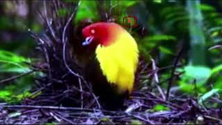 Flame Bowerbird [upl. by Hallimaj592]