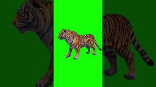 Tiger Roar Green Screen Video  tiger green screen Shorts [upl. by Kacerek]