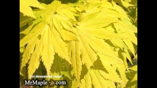 Acer shirasawanum Hybrid Japanese Maple Showcase [upl. by Benjie]