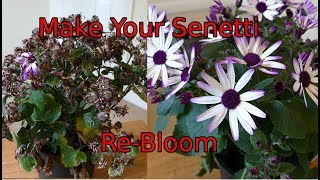 How To Cut Back A Senetti [upl. by Notgnilra]