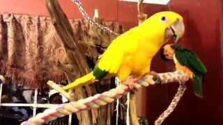 Talking with a Golden Conure [upl. by Dedrick236]