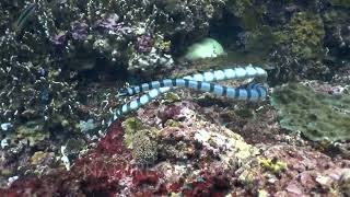 Banded sea krait Laticauda colubrina swimming and moving with the waves [upl. by Ayotac601]