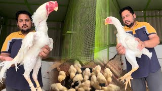 White king Shamo Hen Hatching Chicks Poltre Farm Ground birds farming Murgi K Bachay Hsn [upl. by Assirat]