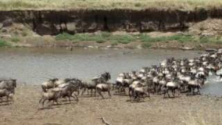 Wildebeest crossing Mara river [upl. by Lisk]