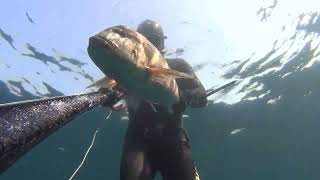 Spearfishing Dentex 670 Kg [upl. by Mossman]