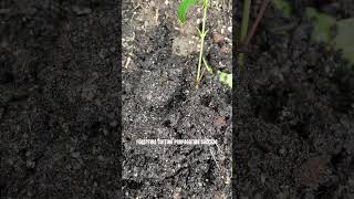 Forsythia Cutting Propagation Success [upl. by Calbert]