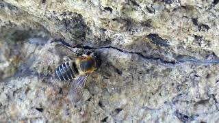 Leafcutter Bee Licks Salty Rock [upl. by Kimball]