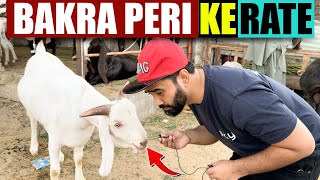 Bakra eid special KALA BANDAR by Ahmed khan [upl. by Nitsud]