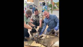 Wildlife Officials Safely Remove Deer From Florida Art Gallery [upl. by Raine]