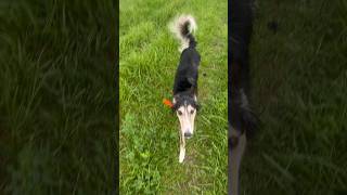 Vinny the Silken Windhound is Soggy silkenwindhound sighthound swamphound [upl. by Luann123]