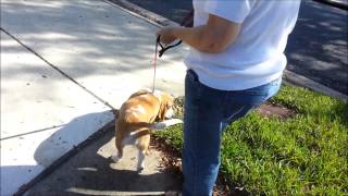 Pulling Basset Hound Learns to Heel Take the Lead K9 Training [upl. by Hubey]