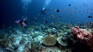 Ellaidhoo Maldives Diving Clip [upl. by Donavon]