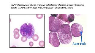 histochemical and cytochemical techniques DMLT2 [upl. by Gates970]