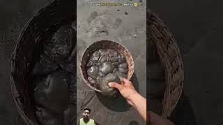 Collecting Jellyfishes🐙🐌To free them😍 rescue jellyfish seacollectionyoutubeshortsviralshorts [upl. by Vallie]