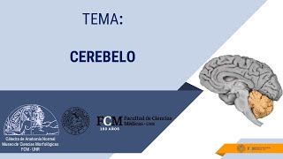 Sistema Nervioso Cerebelo [upl. by Lesiram]