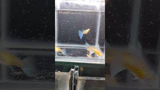 Topaz blue Guppy Fish pair Available  S2 Aquatic  blue aquariumfish guppy pair guppyfish [upl. by Fabrianne501]