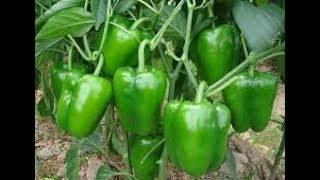 How To Grow Bellpepper [upl. by Itak]