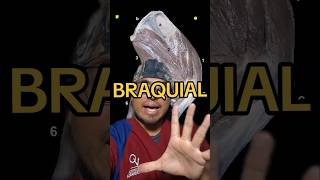 MÚSCULO BRAQUIAL 🧐veterinaria veterynarymedicine mvz vet musculo anatomia veterinarian [upl. by Kcir]