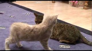 Introducing Bengal cat to a new kitten for first time [upl. by Wenn982]