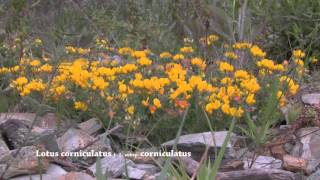 Lotus corniculatus [upl. by Nauqad]