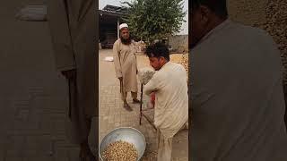 Peanuts Wholesale market [upl. by Anayrb]