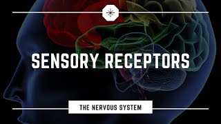 Sensory Receptors [upl. by Nahta]