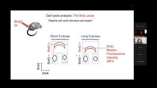 CIHD Virtual Seminar October 8th 2024  Merav Socolovsky MBBS PhD [upl. by Oiramad]