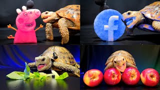 Best ASMR Mukbang Eating Food for Sleep ✨ Turtle Tortoise [upl. by Anerac73]