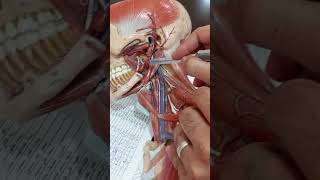 Stylohyoid and styloglossus muscles [upl. by Eireva]