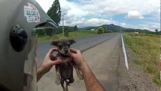 Cachorrinha abandonada na rodovia Felipe Miranda Urubici Serra Catarinense Brasil [upl. by Consuela460]