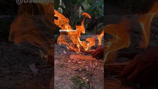 Fire spindle Horseweed hand drill fireskills handdrill [upl. by Anirroc850]