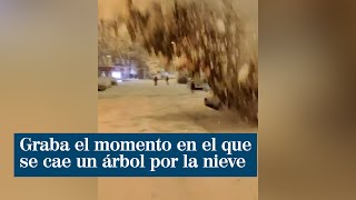 Graba el momento en el que se cae un árbol por el peso de la nieve en el barrio de Salamanca [upl. by Hsetih]