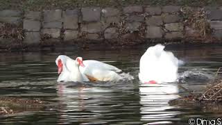 Muscovy Mating  Paarung der Warzenenten [upl. by Akinert]