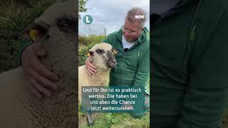 Schäfer Michael Stücke rettet schwule Schafe vor dem Schlachter 🐑🌈 [upl. by Yerg]