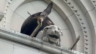 20240607 Riverside Church Peregrine Falcons [upl. by Lamphere]