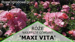 Róża rabatowa MAXI VITA® [upl. by Orola]