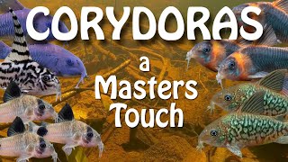 Revisiting a Canadian Master Corydoras Breeder [upl. by June591]