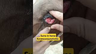 Surra in horsesTevansikeratoconjunctivitis horse vet shorts veterinarian viralshort animal [upl. by Sproul472]