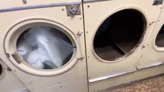 Starting up a very vintage tired and worn out Cissell dryer at Royal Choice Laundry Tukwila WA [upl. by Ydnew]