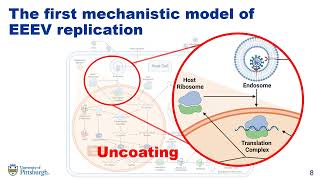 A Mechanistic Model of Alphavirus Replication  Caroline I Larkin  SysMod  Poster  ISMB 2022 [upl. by Scibert]