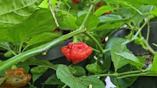 Foodarama Red Scotch Bonnet [upl. by Aicen]