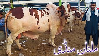 Cholistani Ablag kheerayy or 2 dantt janwaroo ki latest update  Qurbani 2025 [upl. by Ceevah184]