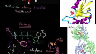 Cofactores enzimáticos y coenzimas  Energía y enzimas  Biología  Khan Academy en Español [upl. by Garrek]