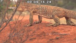 Australien Westen  Riesenwaran Outback  Stock Footage AVCHD [upl. by Laurette]